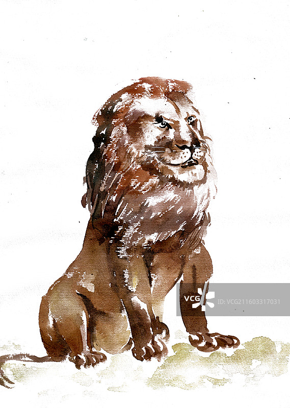 坐立的狮子图片素材