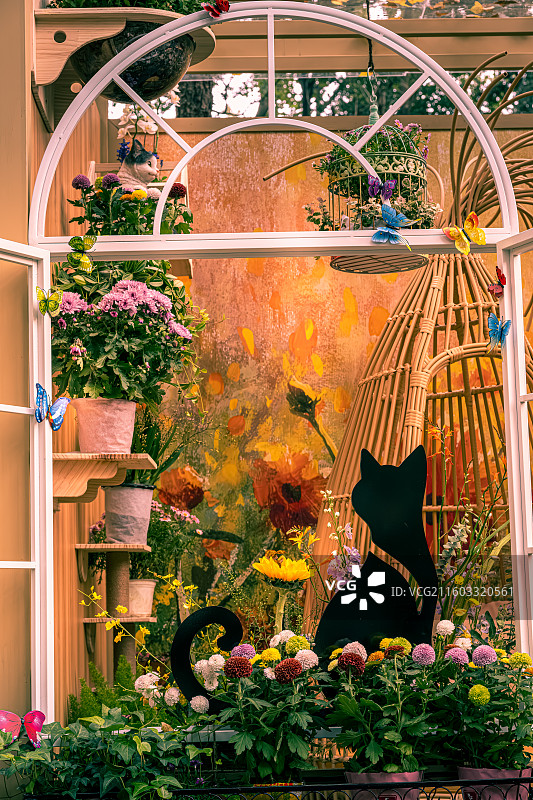 杭州植物园菊花展图片素材