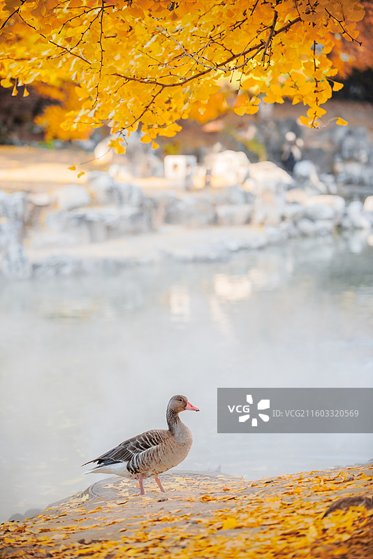香山饭店秋色图片素材