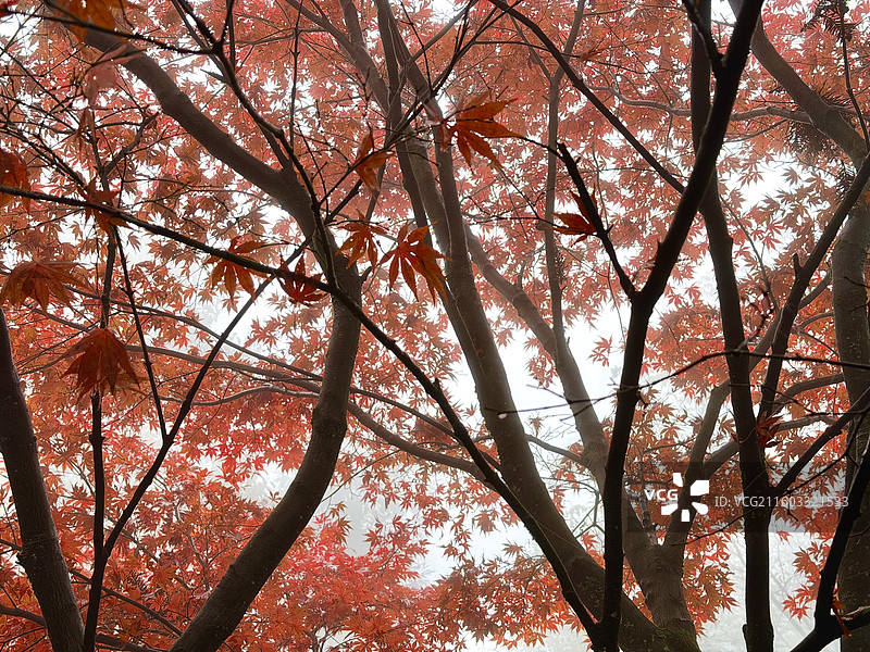 四川华蓥山森林公园里的红枫、红叶风景图片素材