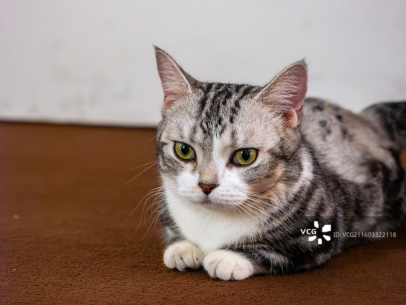 可爱美短猫咪特写图片素材