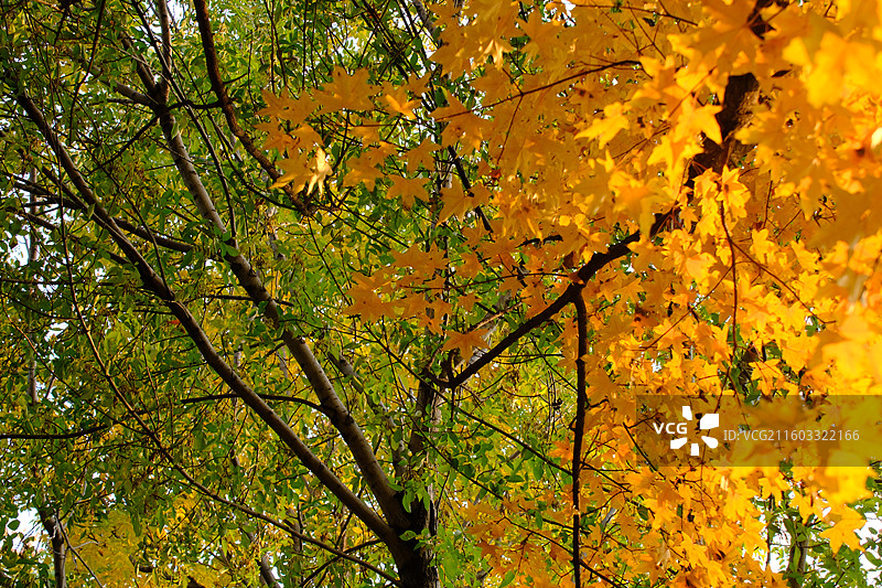 秋天石家庄植物园红黄枫叶落叶。五角枫五角槭树林树木风景背景图壁纸阳光图片素材