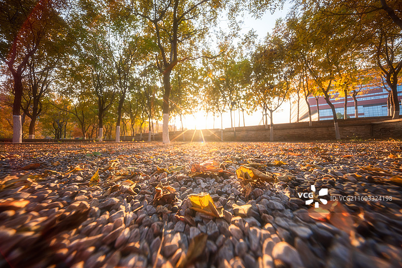 北京化工大学秋日清晨阳光洒落叶图片素材