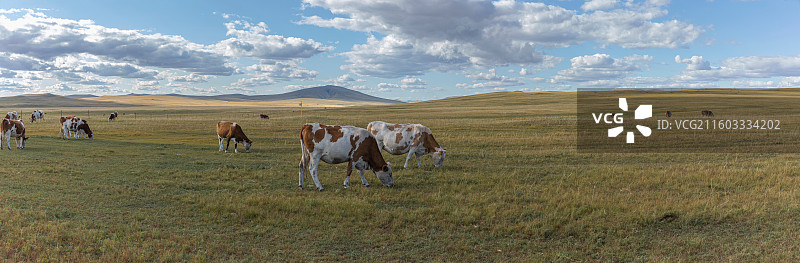 蓝天白云映衬秋天广袤草原上吃草的牛群图片素材