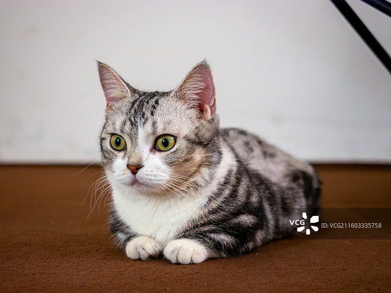 可爱美短虎斑猫图片素材