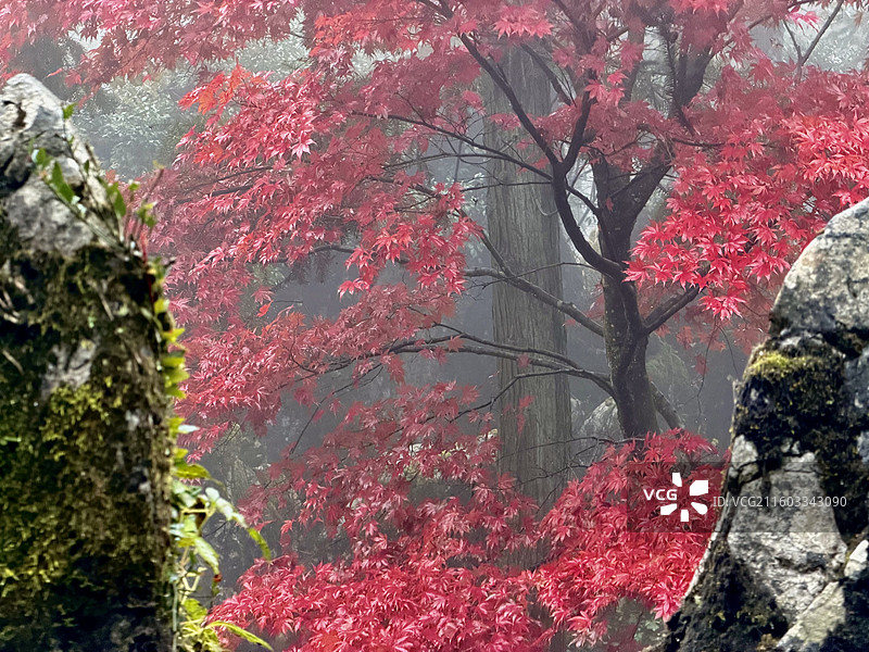 四川华蓥山森林公园里的红枫、红叶风景图片素材
