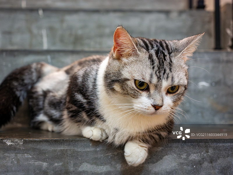 可爱美短虎斑猫图片素材