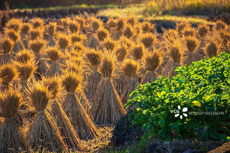 秋季稻田草垛图片素材