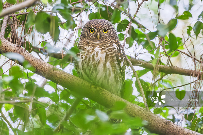 斑头鸺鹠，猫头鹰图片素材