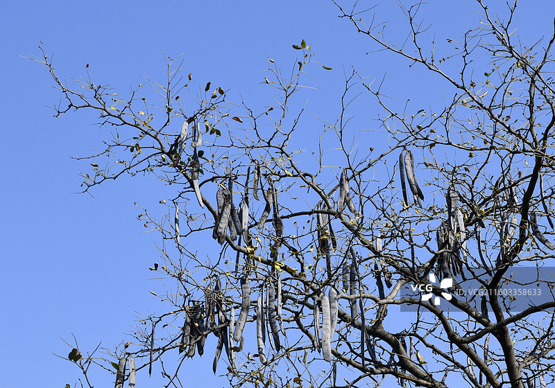 山东枣庄中药材种植基地的皂荚树上果实累累图片素材