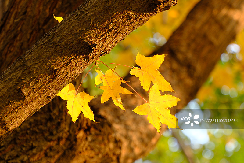 秋天石家庄植物园红黄枫叶落叶。五角枫五角槭树林树木风景背景图壁纸阳光图片素材