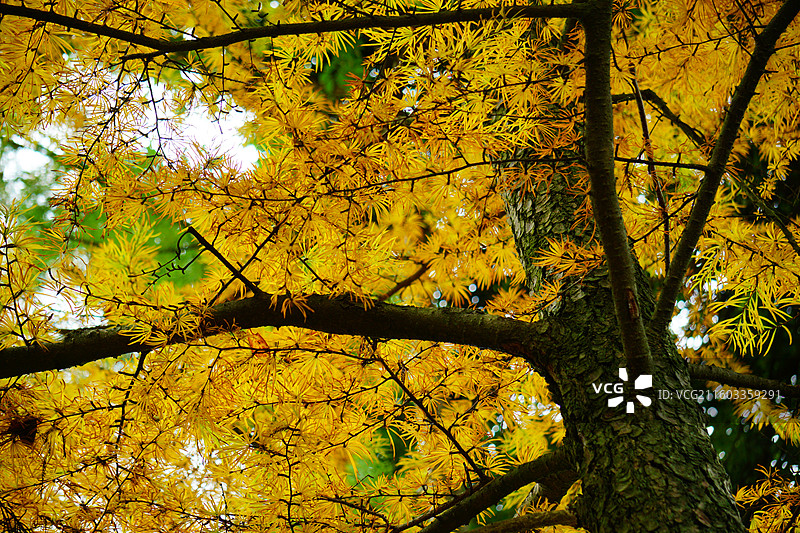 国家二级保护野生植物 金钱松图片素材