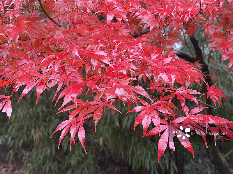 四川华蓥山森林公园里的红枫、红叶风景图片素材