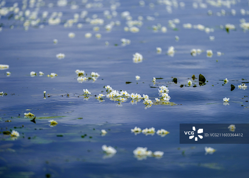 洱海海菜花图片素材