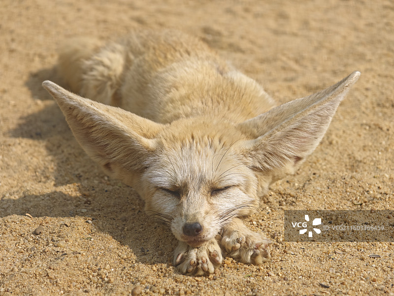 白天睡觉的耳廓狐图片素材