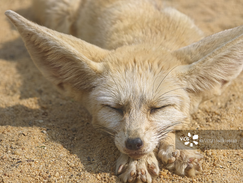 白天睡觉的耳廓狐图片素材
