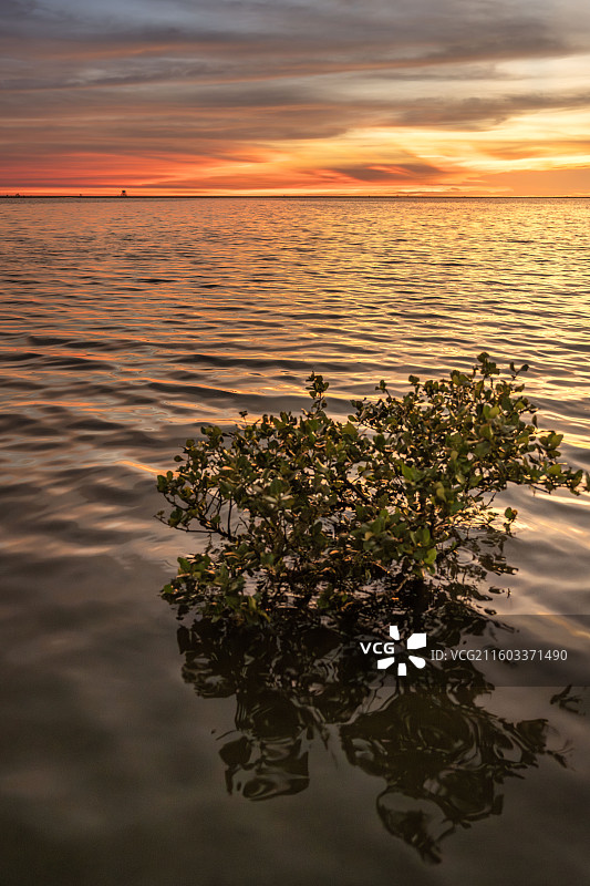 北海银滩红树林风光：晚霞映水，静谧海岸图片素材