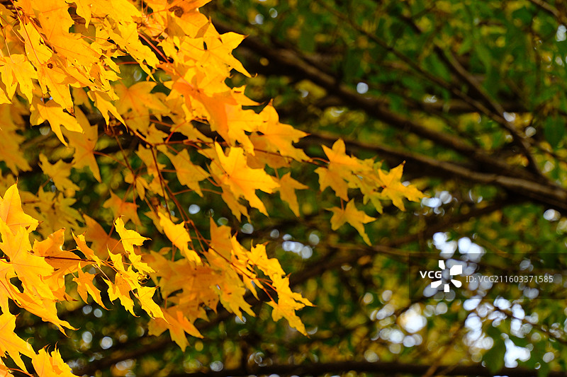 秋天石家庄植物园红黄枫叶落叶。五角枫五角槭树林树木风景背景图壁纸阳光图片素材