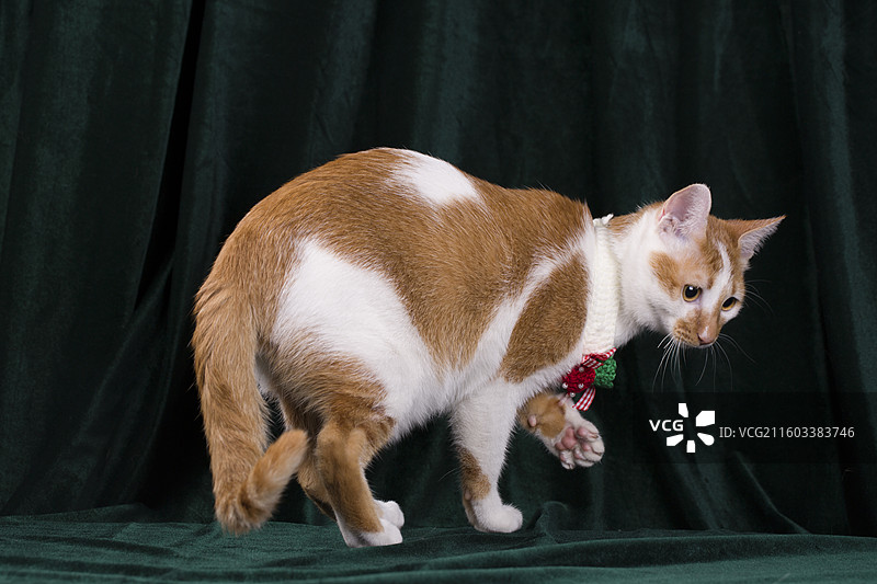 一只可爱的橘白田园猫家猫图片素材