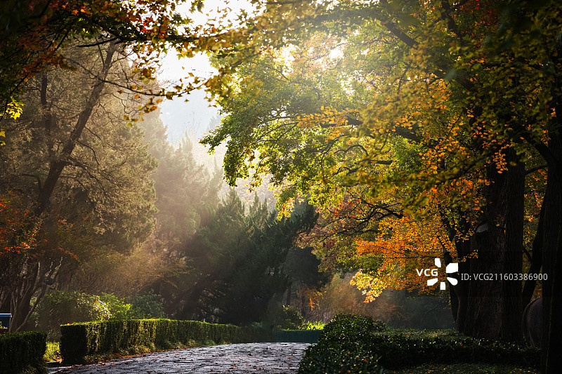 南京明孝陵石像路秋色图片素材