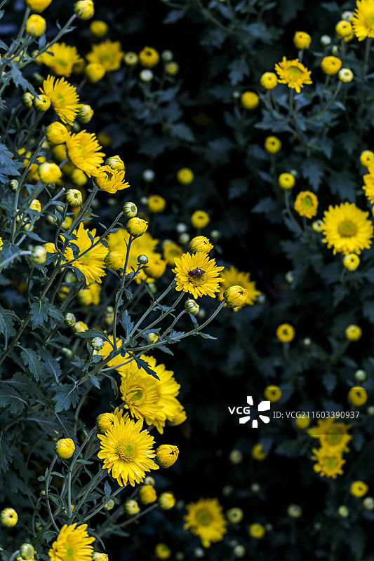蜜蜂花朵采蜜图片素材