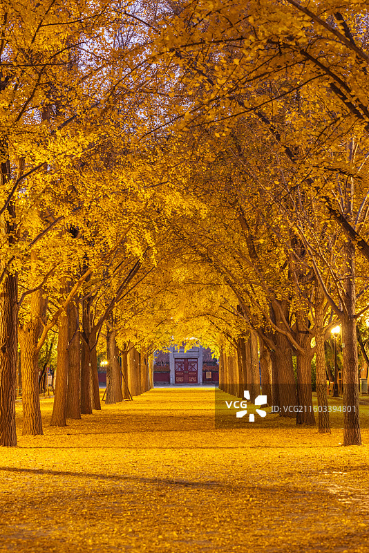 秋天地坛银杏大道图片素材