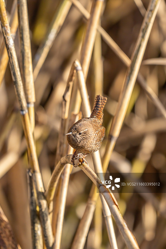 芦苇上站立的鹪鹩图片素材