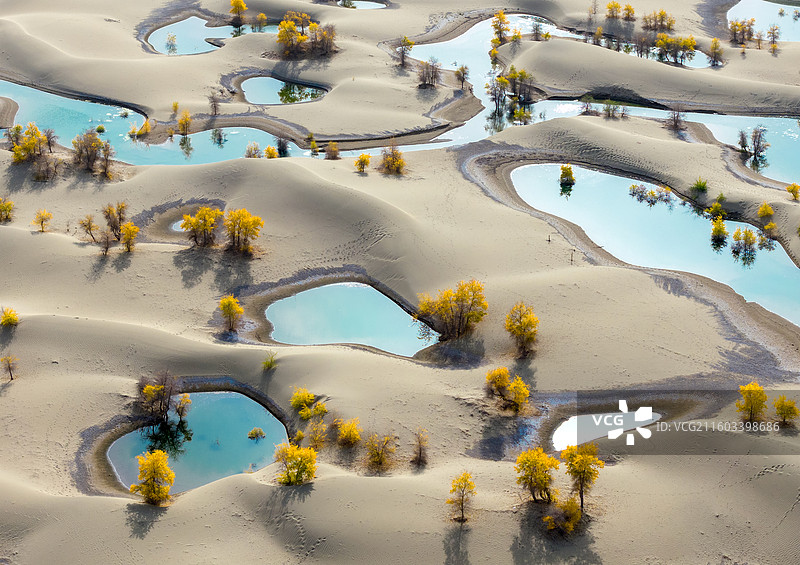 翡翠湖胡杨林图片素材