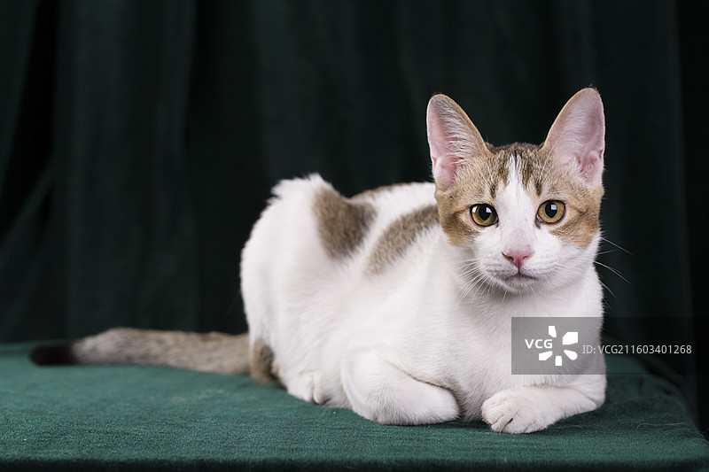 一只可爱的白色田园猫家猫图片素材