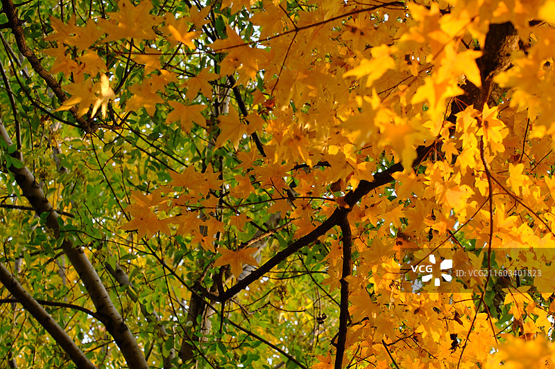 秋天石家庄植物园红黄枫叶落叶。五角枫五角槭树林树木风景背景图壁纸阳光图片素材
