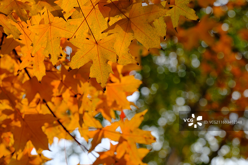 秋天石家庄植物园红黄枫叶落叶。五角枫五角槭树林树木风景背景图壁纸阳光图片素材