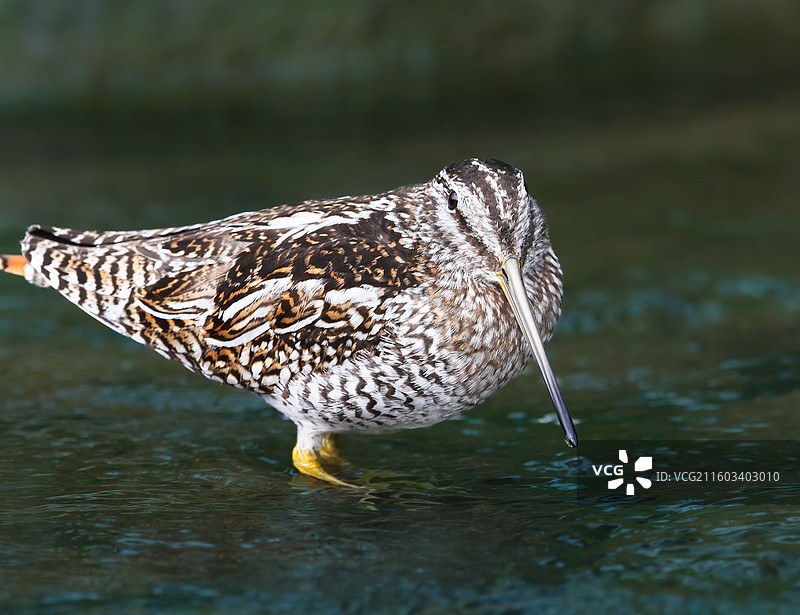 野生鸟类孤沙锥特写图片素材