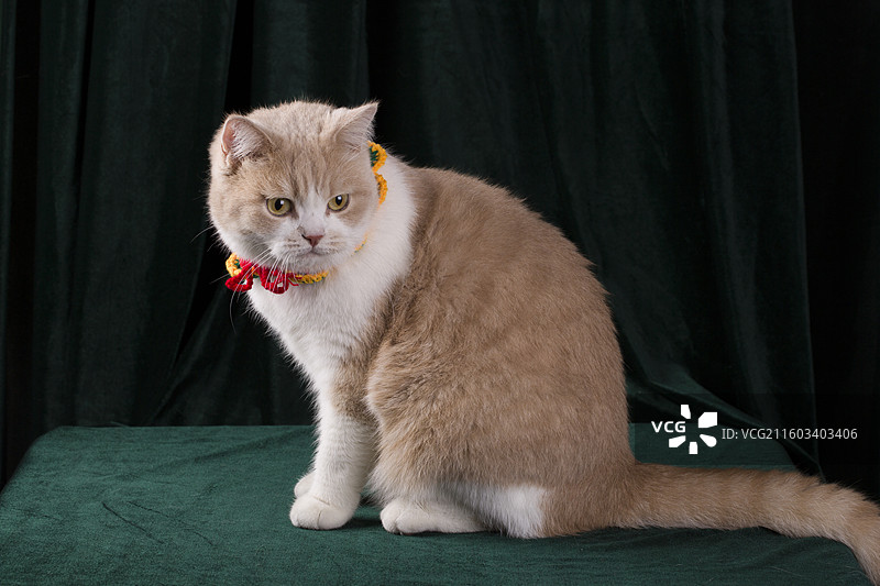 一只可爱的圣诞装扮的乳白色英短猫咪图片素材