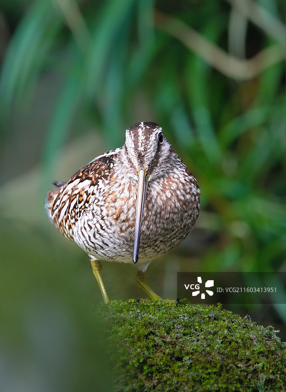 野生鸟类孤沙锥特写图片素材
