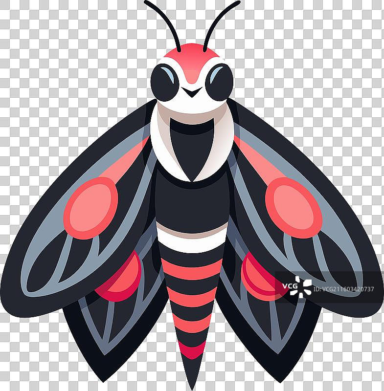 可爱的普通家蜘蛛坐着图片素材