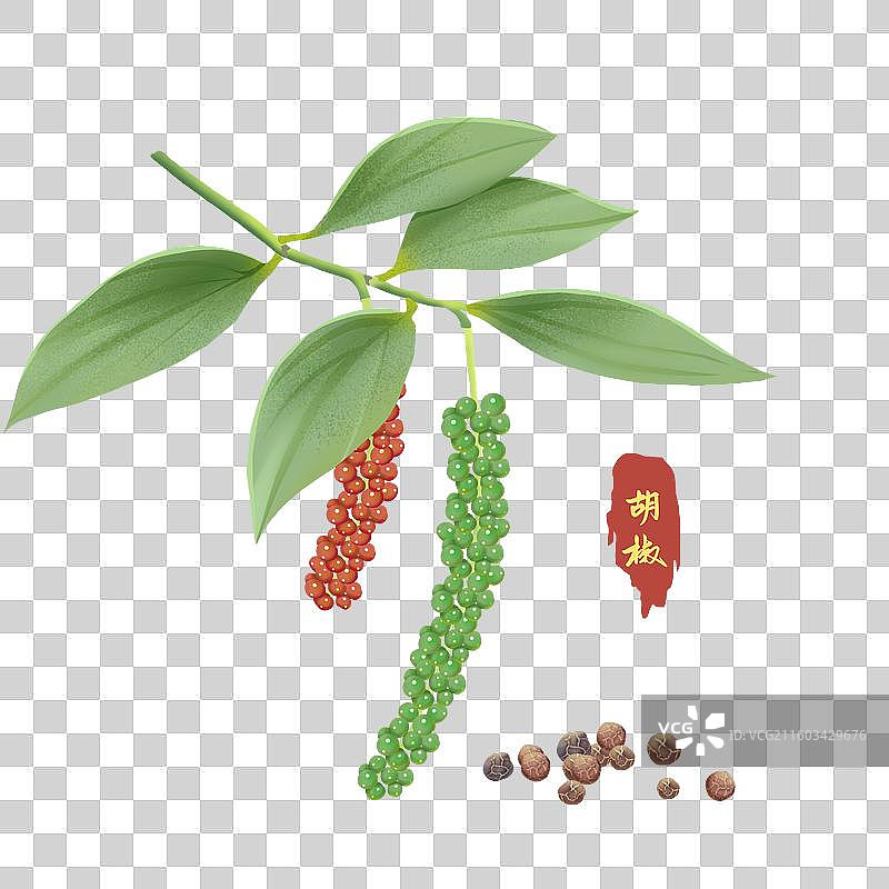 香料胡椒插画图片素材