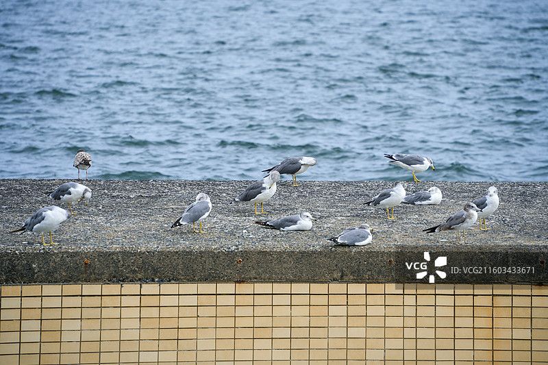 日本福冈百道海滨公园欧式城堡建筑海鸥沙滩海边风景图片素材