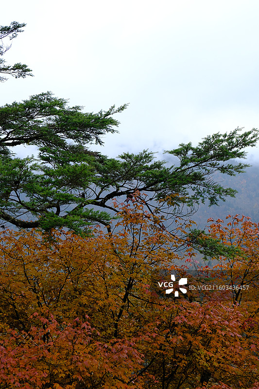 四川雅安喇叭河自然动植物合集图片素材