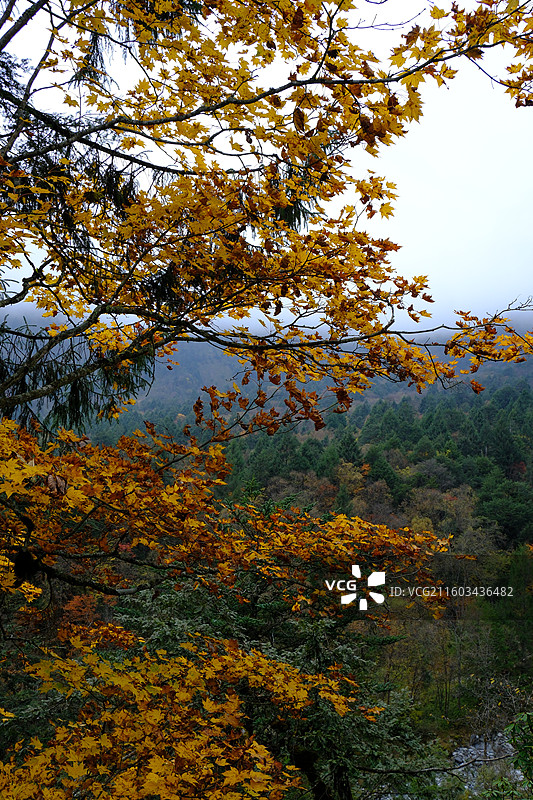 四川雅安喇叭河自然动植物合集图片素材