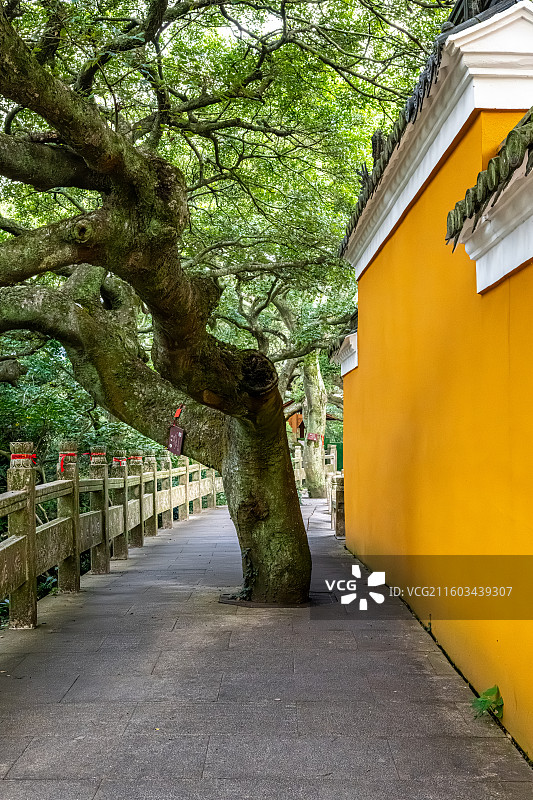 普陀山海天佛国 祥慧净院门口 110年树龄的朴树 祥慧庵 尼姑庵图片素材