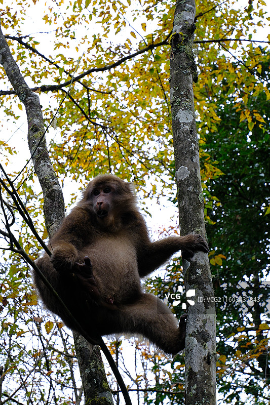 四川雅安喇叭河自然动植物合集图片素材