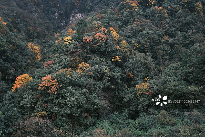 四川雅安喇叭河自然动植物合集图片素材