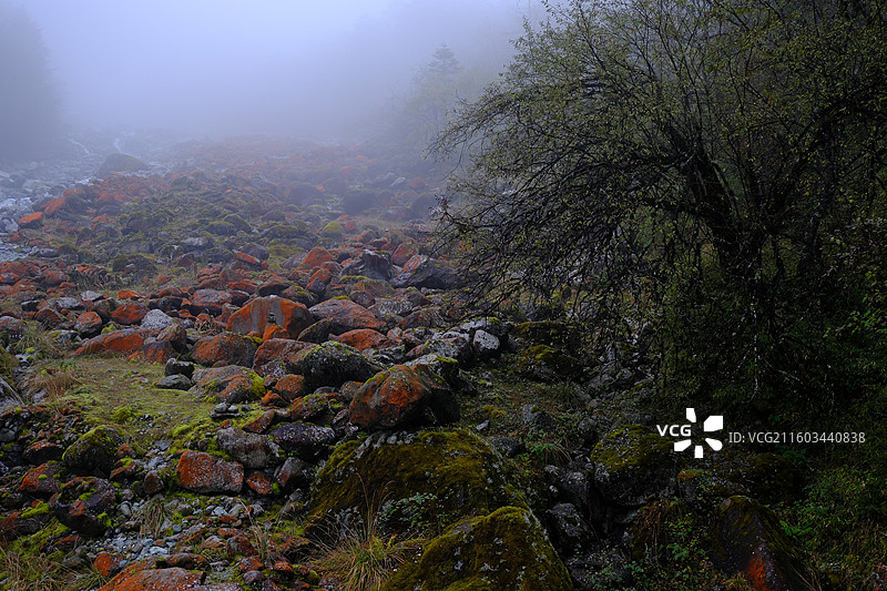 四川雅安喇叭河自然动植物合集图片素材