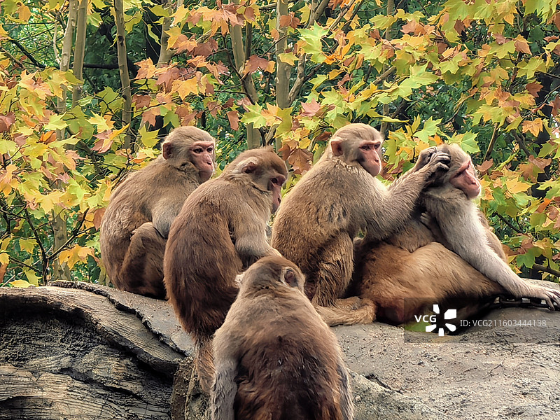 安吉中南百草原景区猴山占地面积广阔，拥有茂密的森林和绿草如茵的草原，为众多野生猴子提供了理想的栖息地图片素材