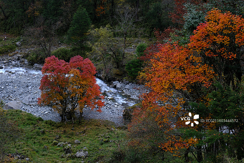 四川雅安喇叭河自然动植物合集图片素材