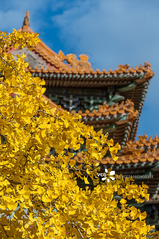 秋天故宫西南角楼外金黄色的银杏叶图片素材