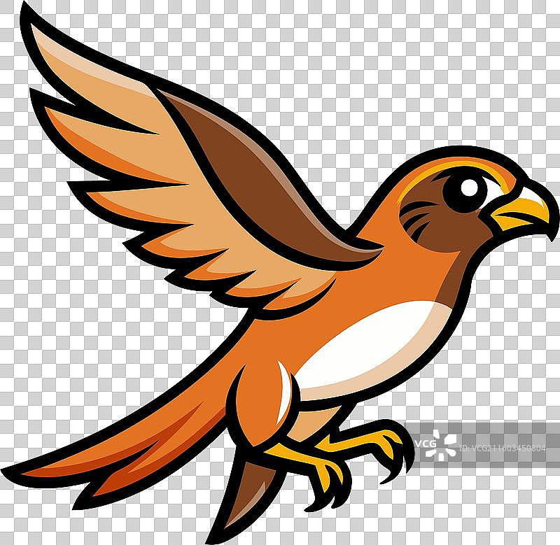 可爱的小型红隼图片素材