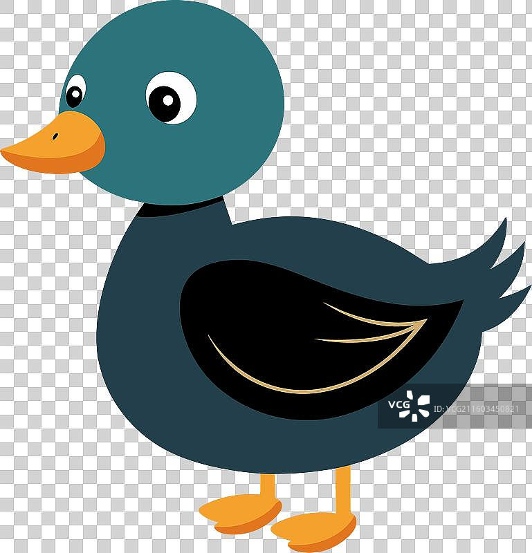 可爱的水鸭图片素材