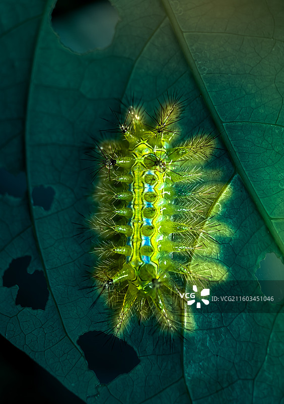 刺蛾幼虫图片素材