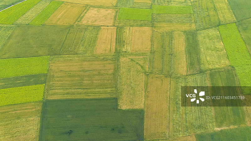 门源油菜花图片素材
